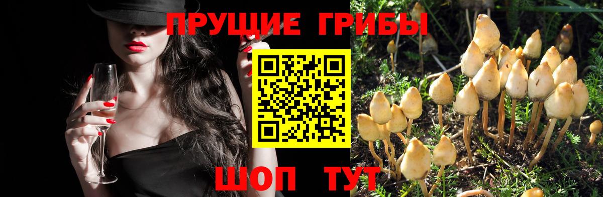 Галлюциногенные грибы Cubensis  Вход с VPN  Новокуйбышевск 